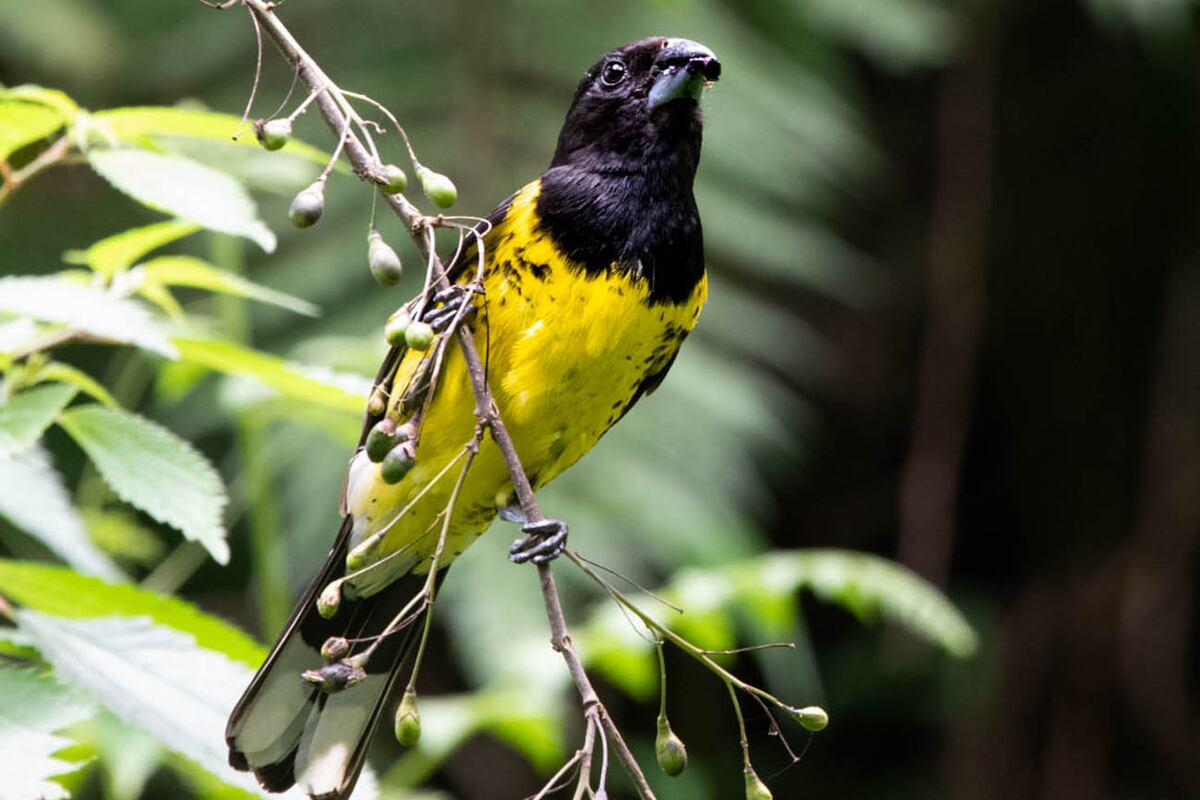 Rey del bosque. el amarillo y negro es una de las especies más amenazadas.