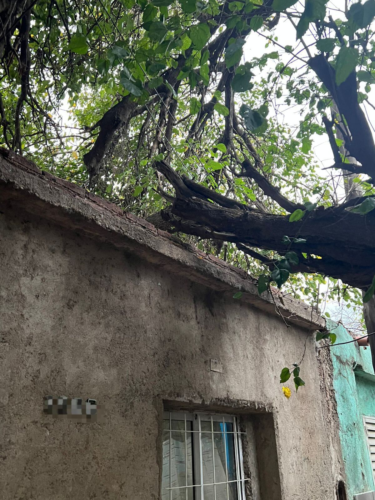 Camión chocó contra un árbol y lo tiró contra una casa en barrio General Mosconi.
