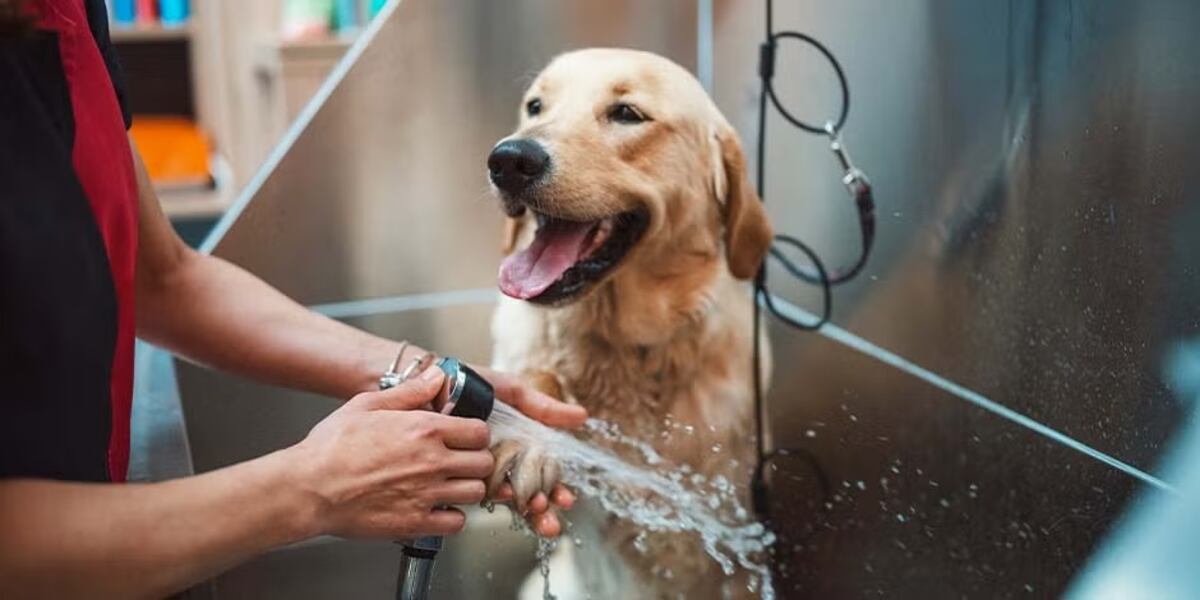 Cada cuánto bañar a un perro para evitar irritaciones y mantener su pelaje sano