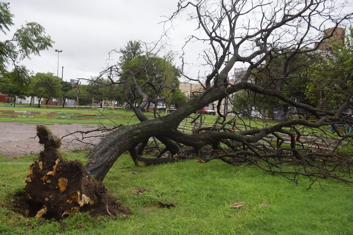 Un árbol caído en barrio San Martín (Jose Hernández/LaVoz).