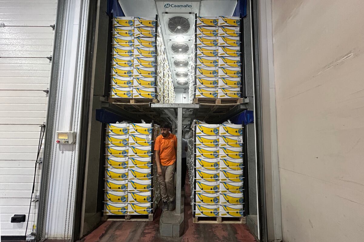 Wiñay posee cámaras de maduración de última generación que permiten mantener en una misma posición a los pallets de bananas y vayan madurando todas al mismo tiempo.