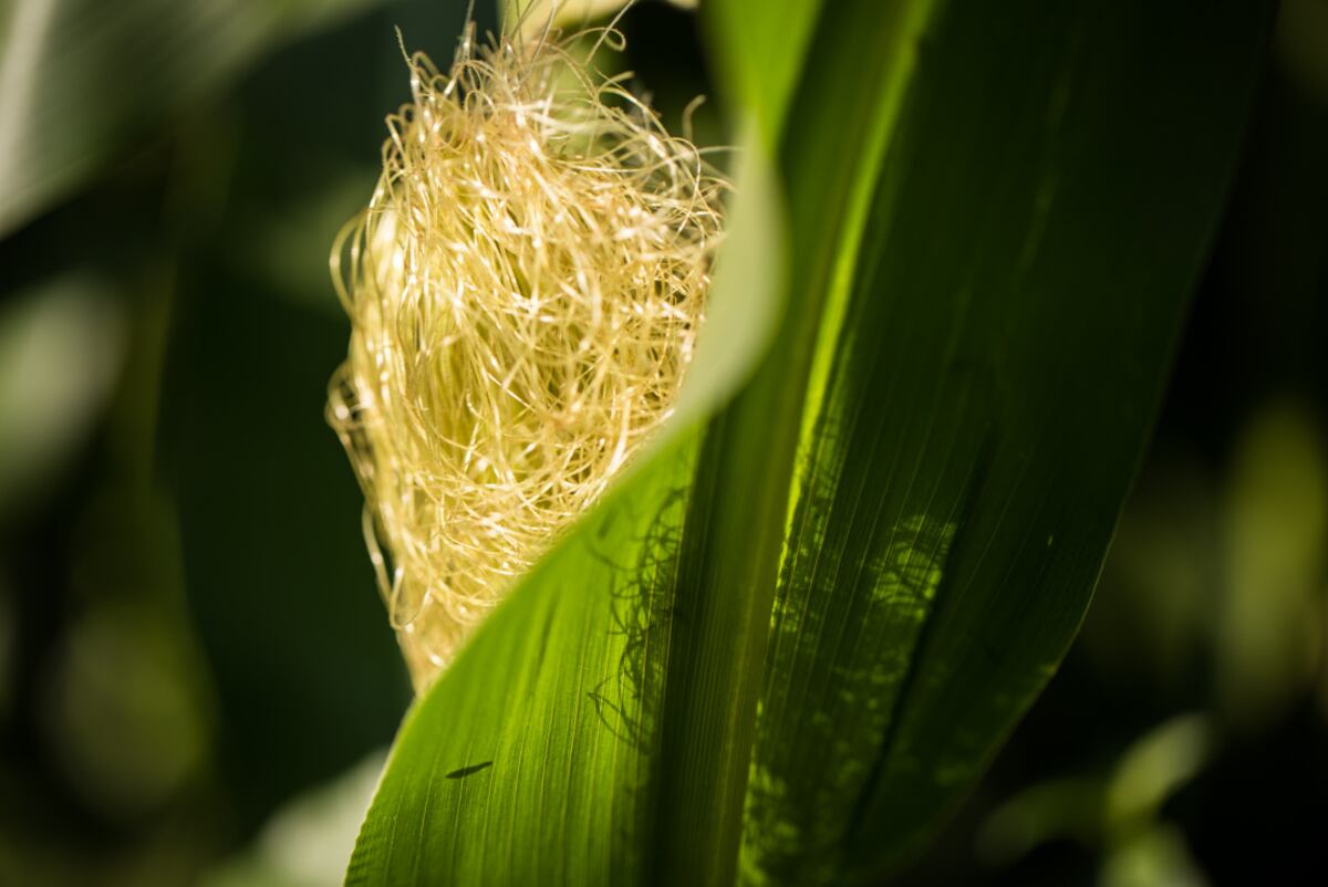 El nitrógeno es uno de los principales nutrientes para el desarrollo, crecimiento y rendimiento del cultivo maíz. (Foto: Verdesian)