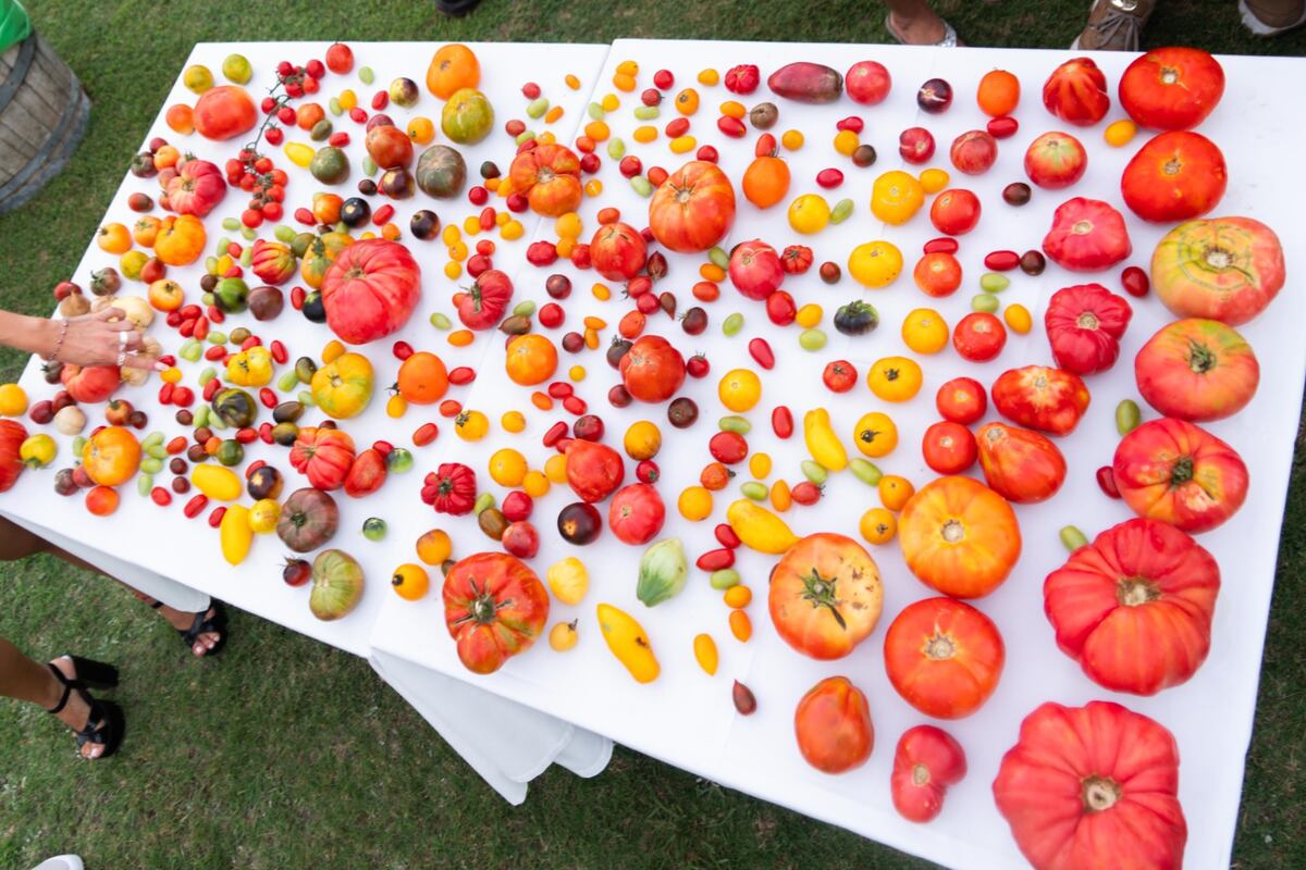 Festival Del Tomate 2026.