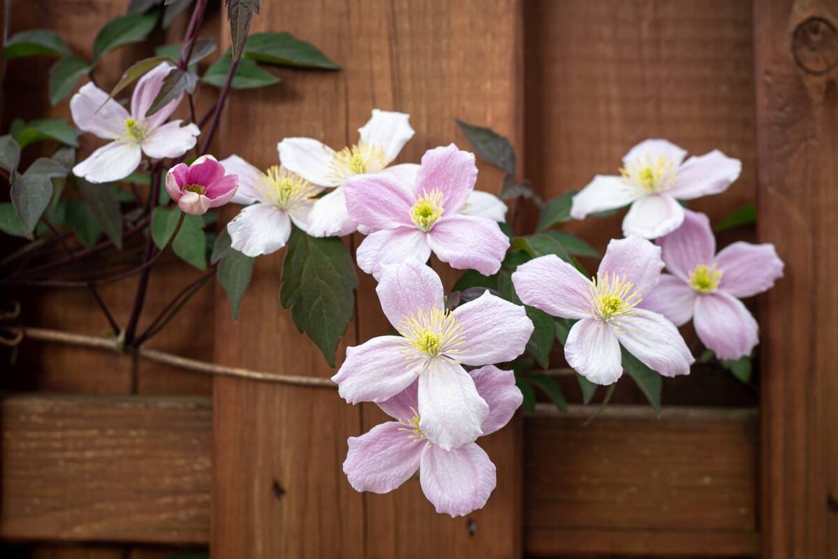 El jazmín chileno florece en primavera y verano. (Freepik)