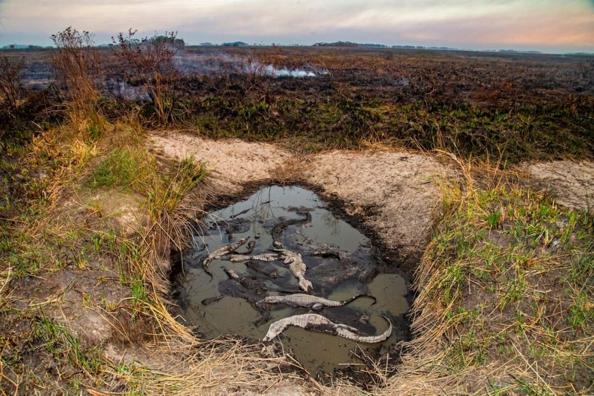 Los yacarés se amontonan en los pequeños espejos de agua que encuentran. De fondo, un panorama desolador en los Esteros del Iberá. (Emilio White)