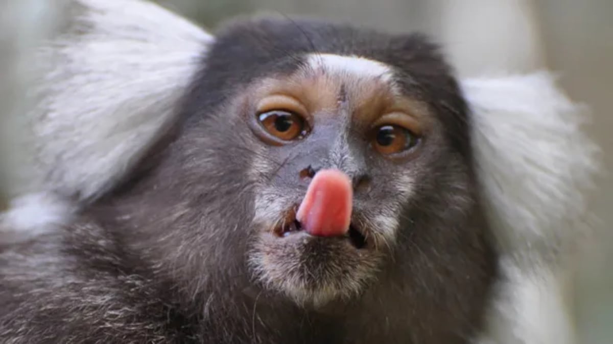 Los monos tití se llaman por su nombre, como los humanos