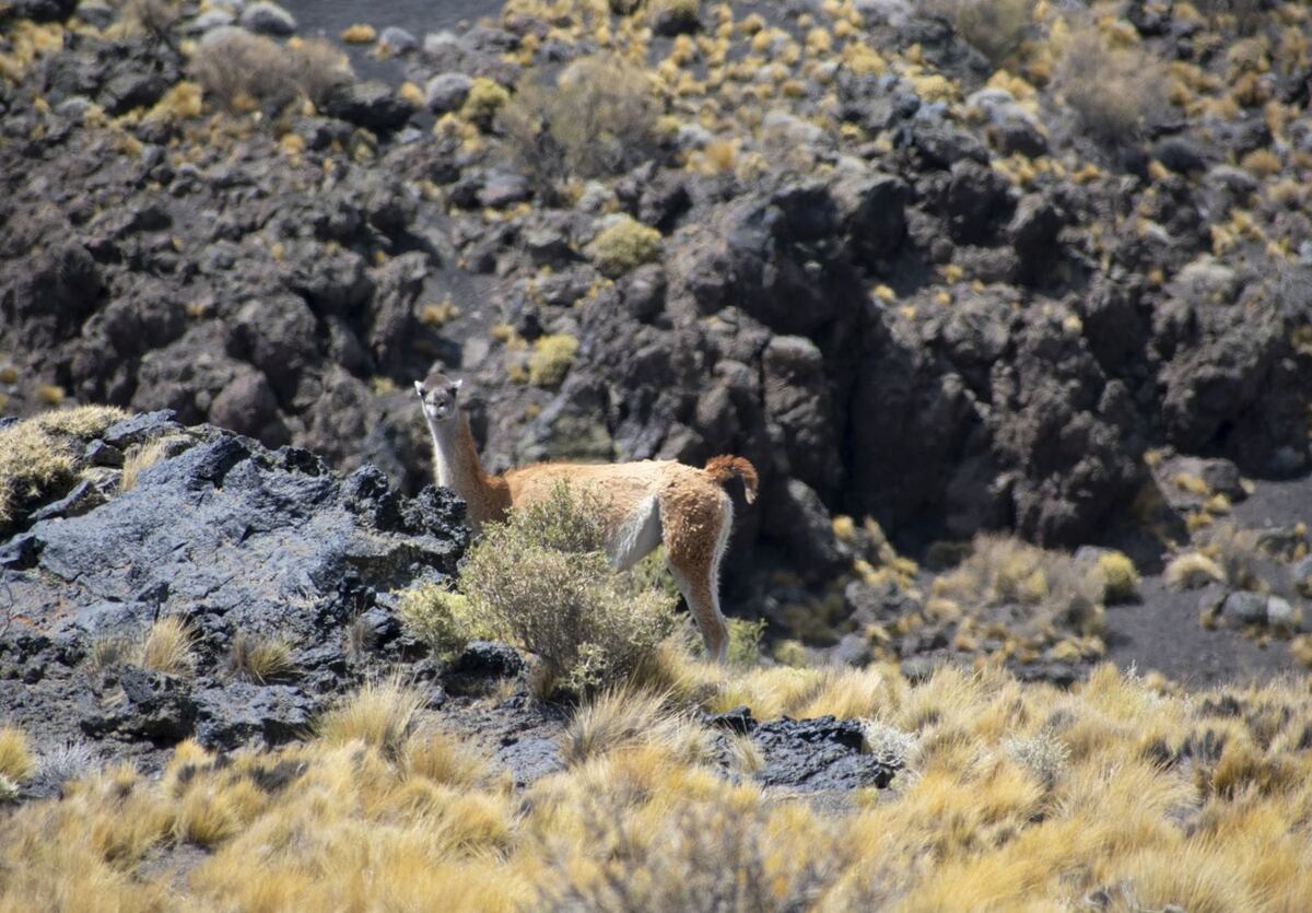 Una reserva natural en Mendoza que tiene paisajes de otro planeta. (Foto: La Ruta Natural)
