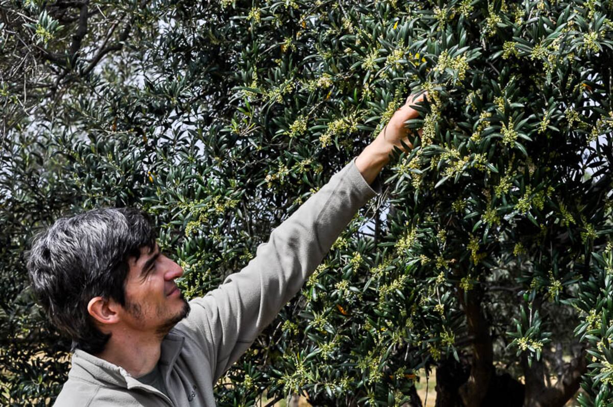 El aceite de oliva aporta grasas saludables (La Voz).