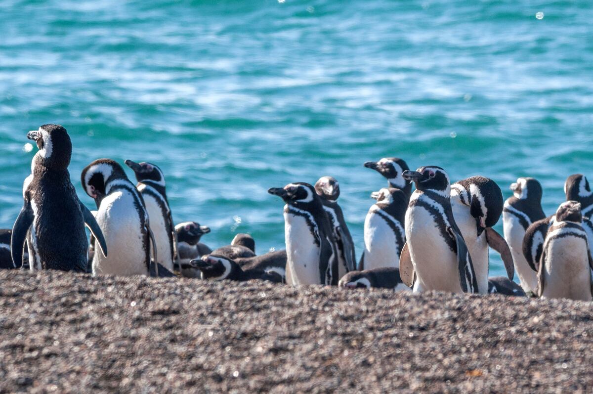 Los pingüinos pasarán el verano cuidando a sus pichones. (Gentileza: Mario Rodriguez)