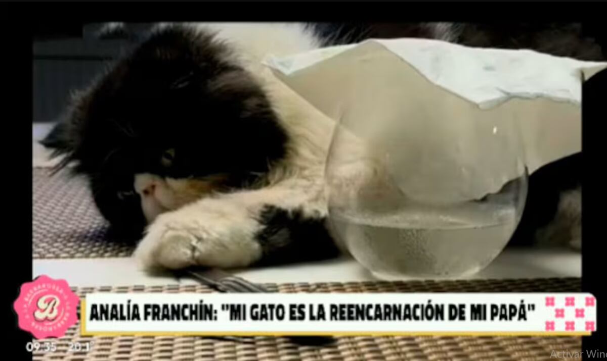 Gato de Analía Franchín