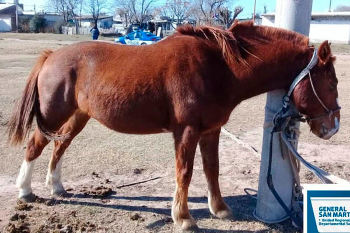 El caballo fue revisado por veterinarios. (Policía de Córdoba)