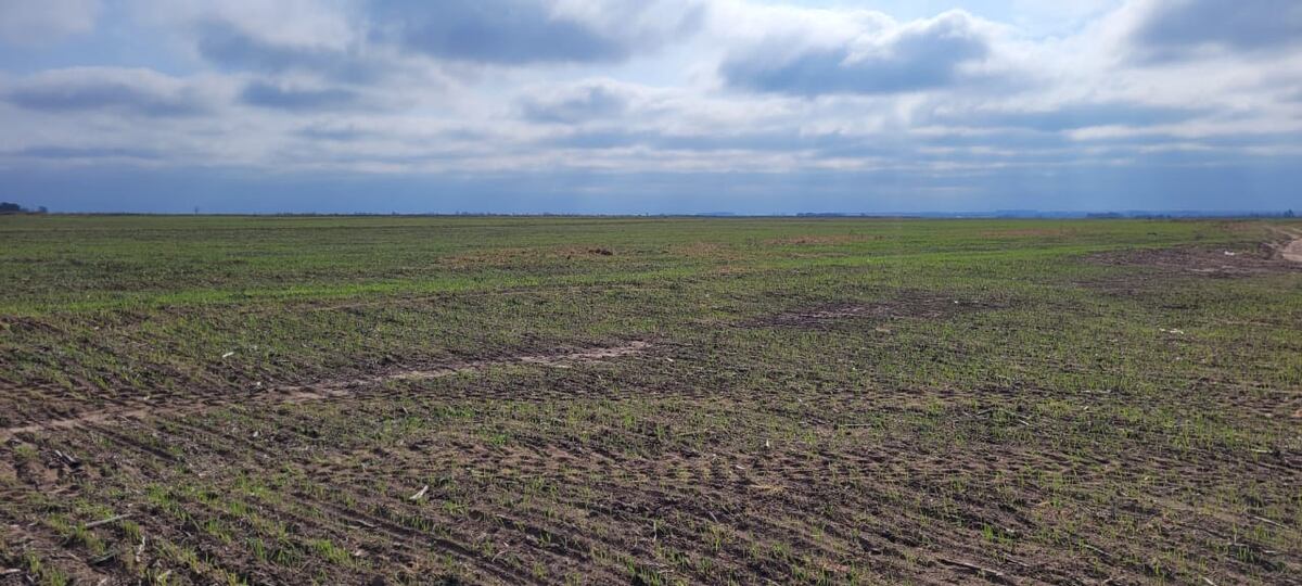 TRIGO 2023/2024. Lotes de trigo sembrados en el departamento Río Cuarto, entre Espinillo y Coronel Baigorria. (Gentileza Lisandro Bertone)