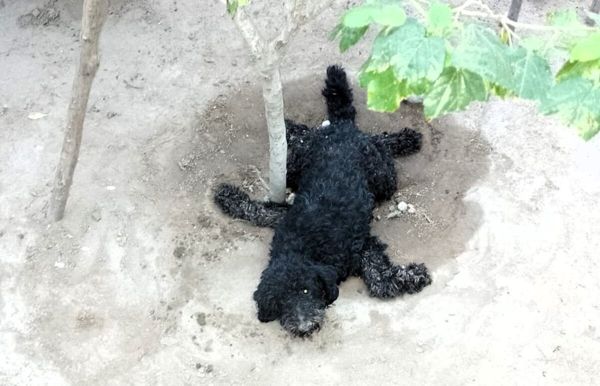 Un perro afectado en el mismo campo