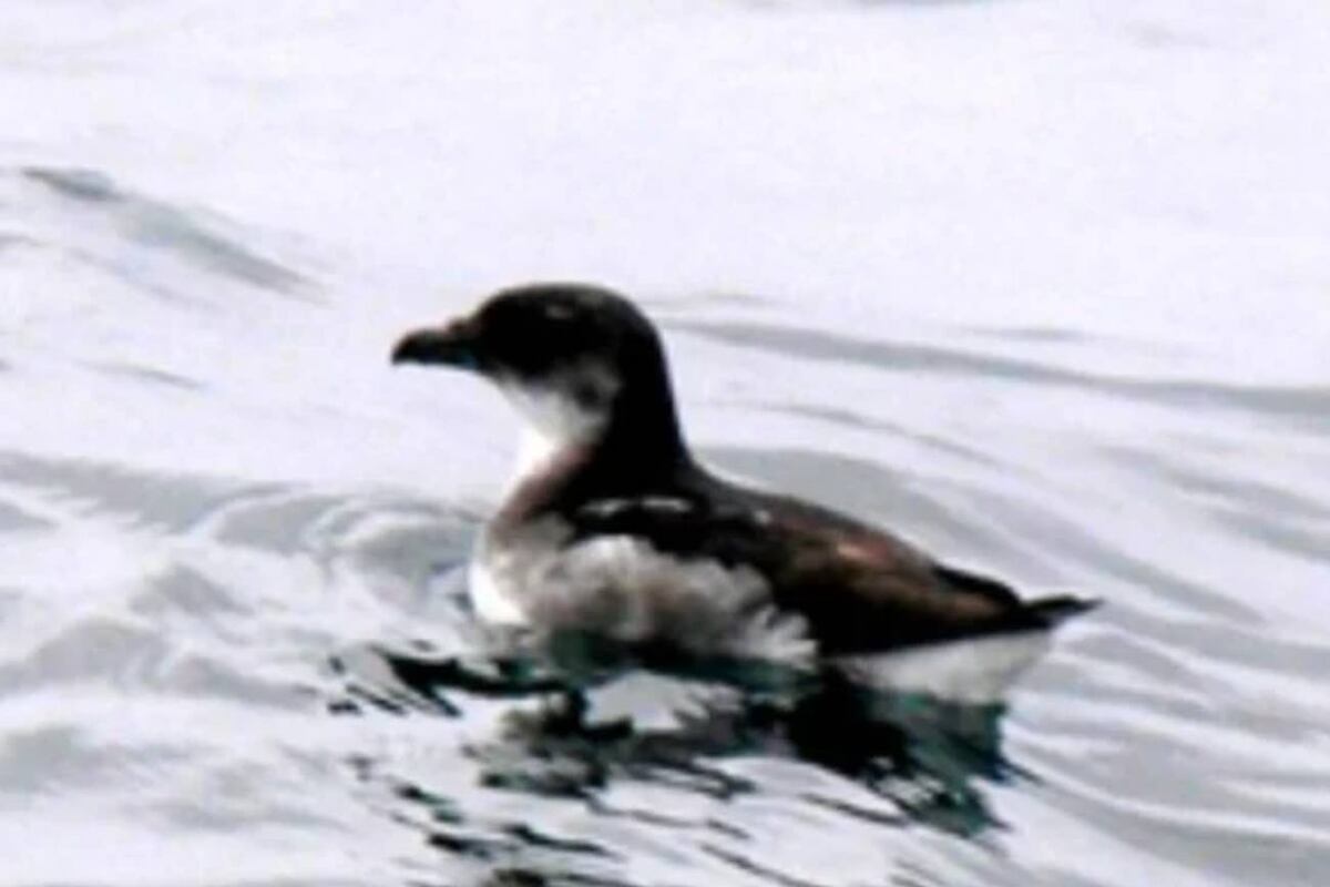 Después de 40 años renace en una isla de Chile el petrel buceador, un ave en peligro de extinción. El petrel buceador mide 20 a 24 centímetros, tiene alas anchas y el dorso negro.