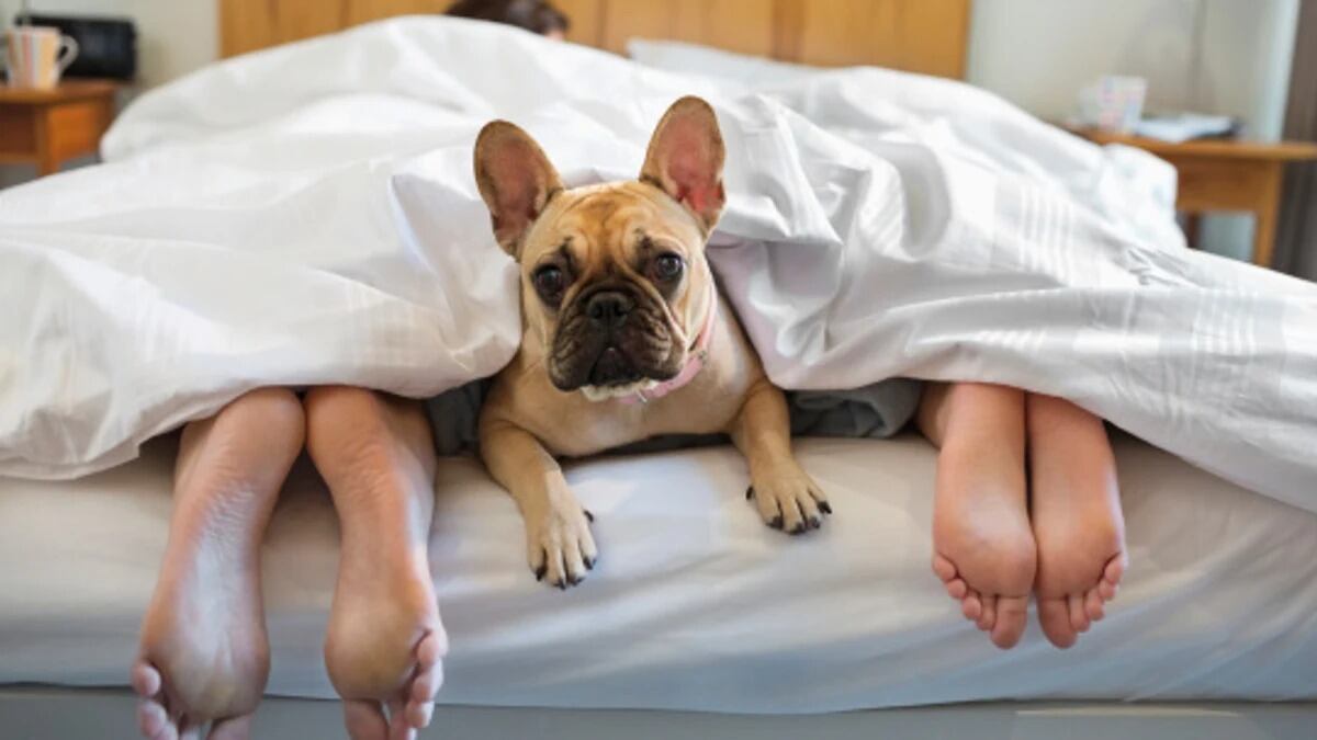 El significado oculto: por qué tu perro elige dormir a los pies de la cama, según la ciencia
