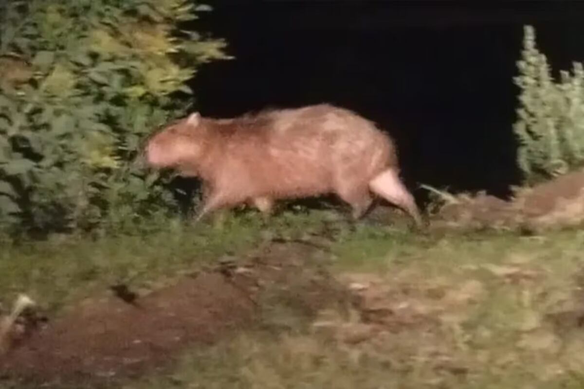 Misterio en Córdoba: un carpincho sorprendió a los vecinos de Villa Nueva. (Gentileza)