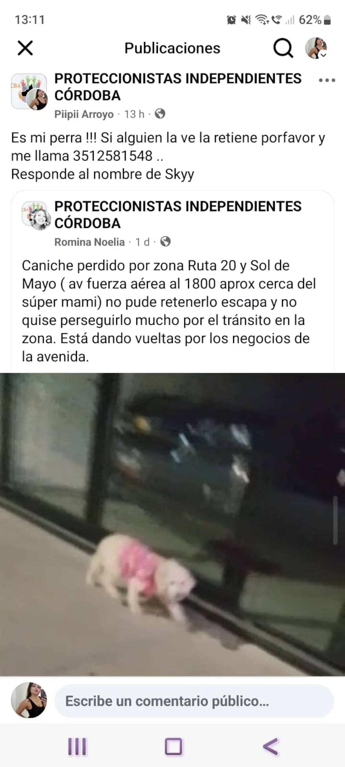 La perra vive en zona sur y caminó hasta el centro para encontrar a su dueña. Su familia no entiende cómo logró hacer ese trayecto. (Gentileza)