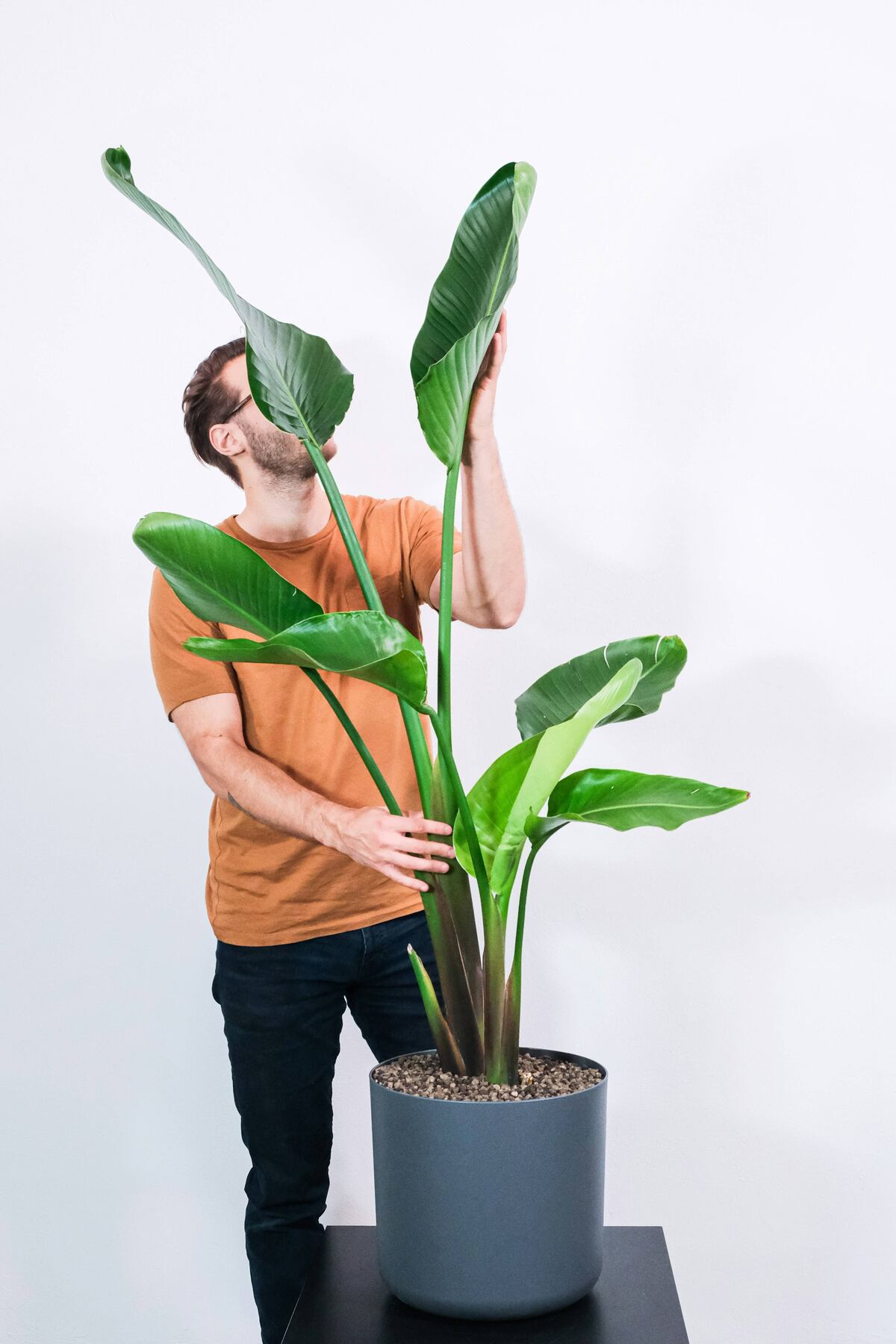 Strelitzia nicolai. (Unsplash)