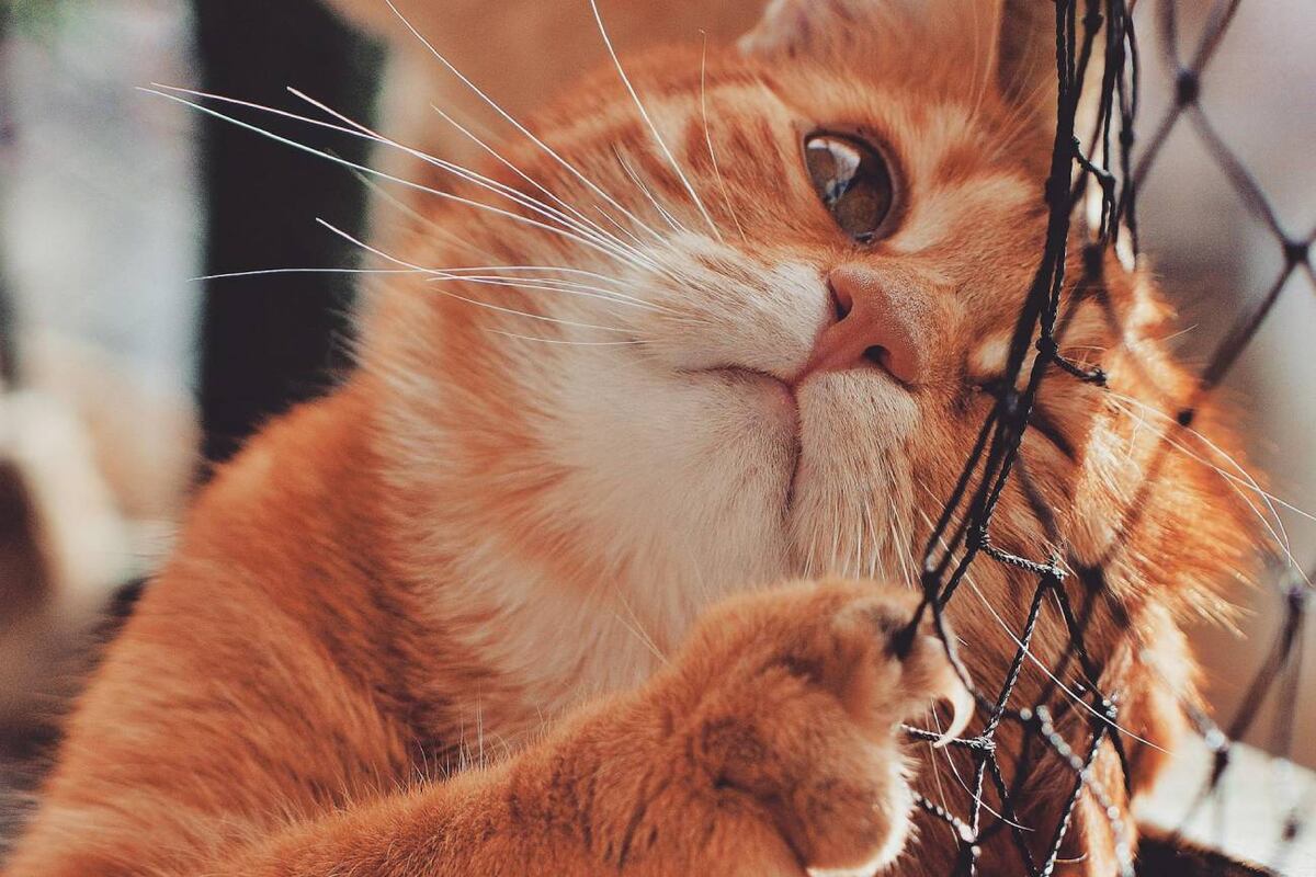 Un estudio investigó los factores que influyen en el aumento del nivel de comportamiento indeseable de rascado en gatos domésticos, considerando tanto aspectos relacionados con el gato como ambientales. (Pexels).