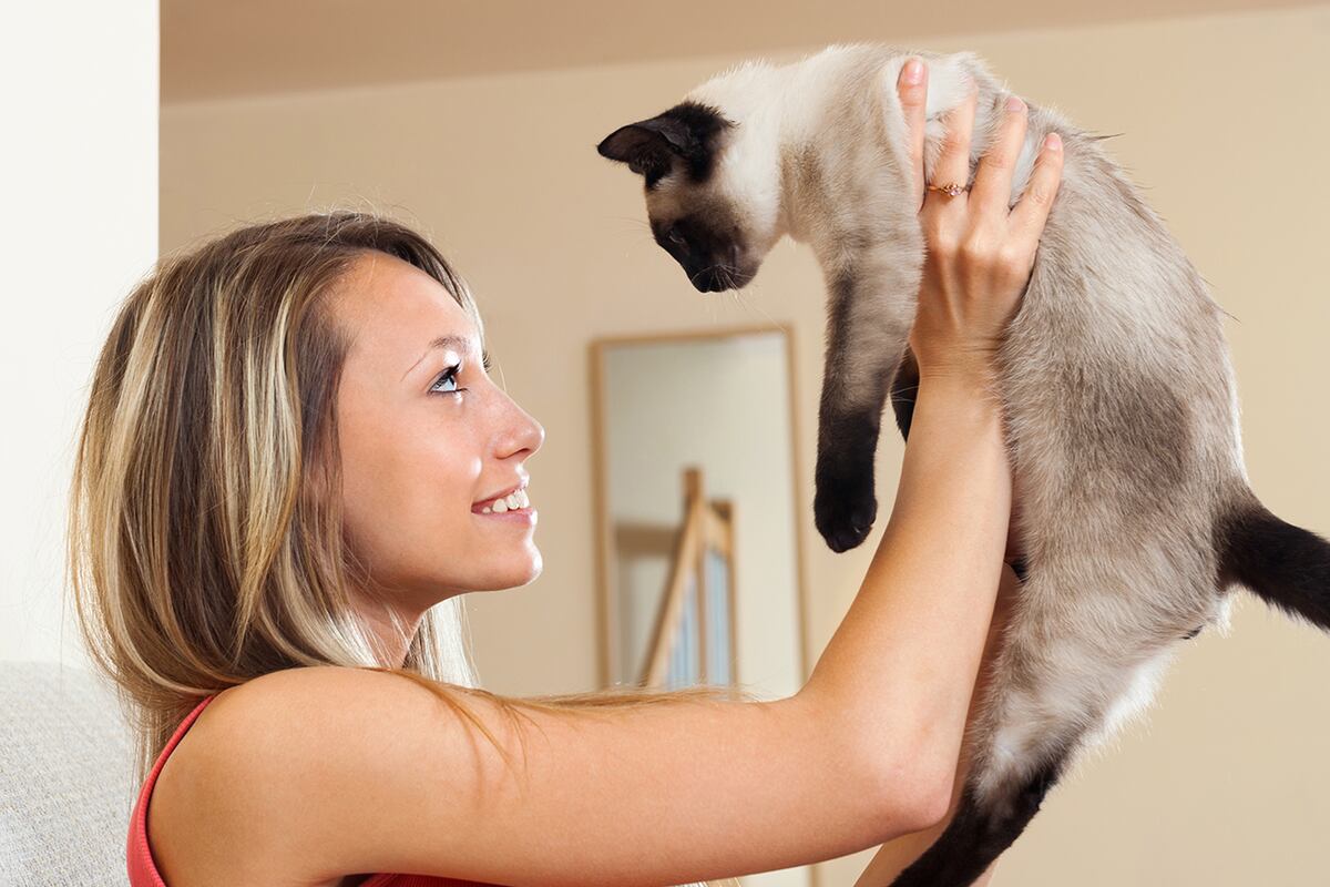 Un estudio reveló el sencillo truco para ganarse la confianza de un gato en segundos. (Freepik)