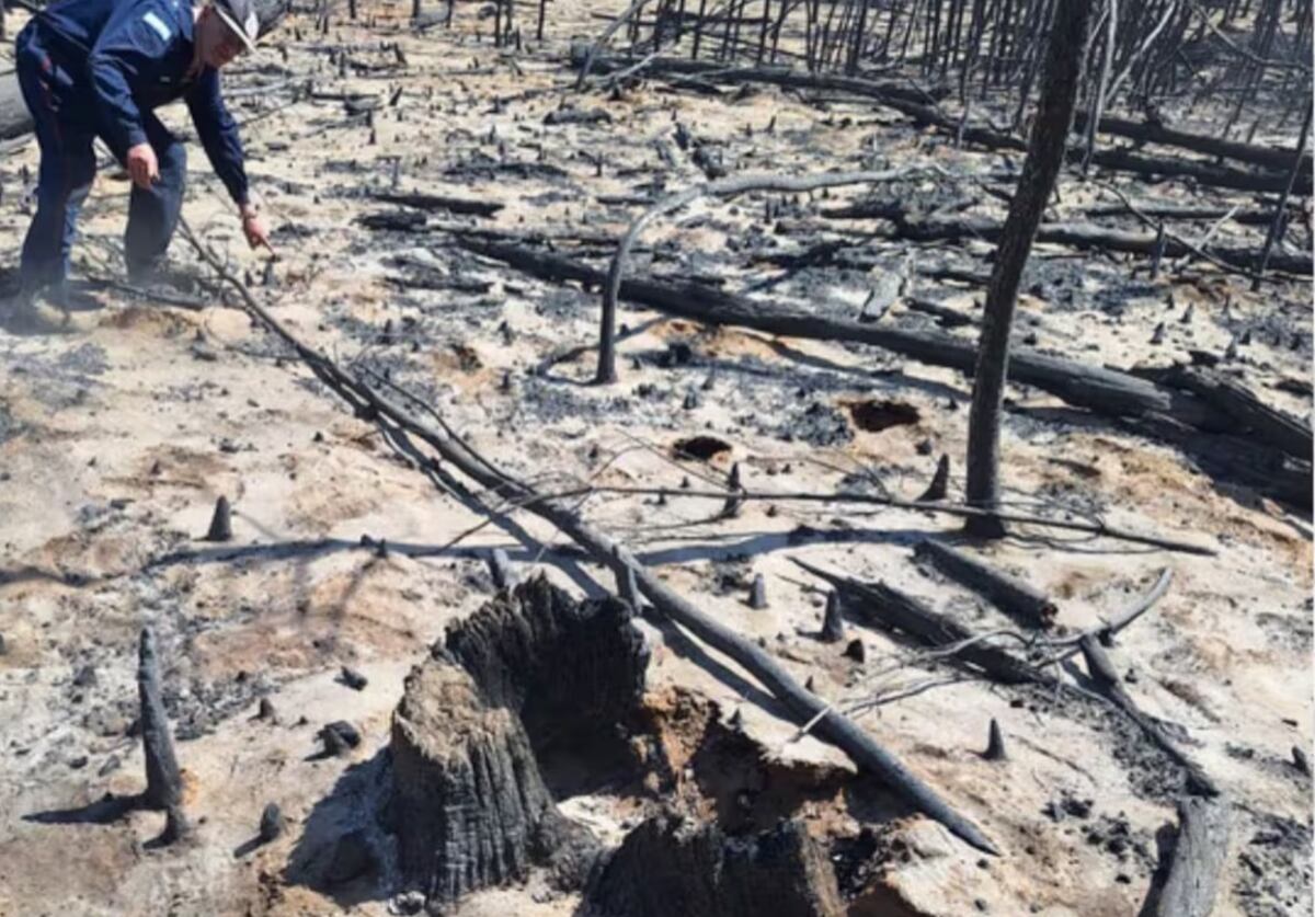 Evidencia. La imagen del tronco en el que comenzó el incendio. (MPF)