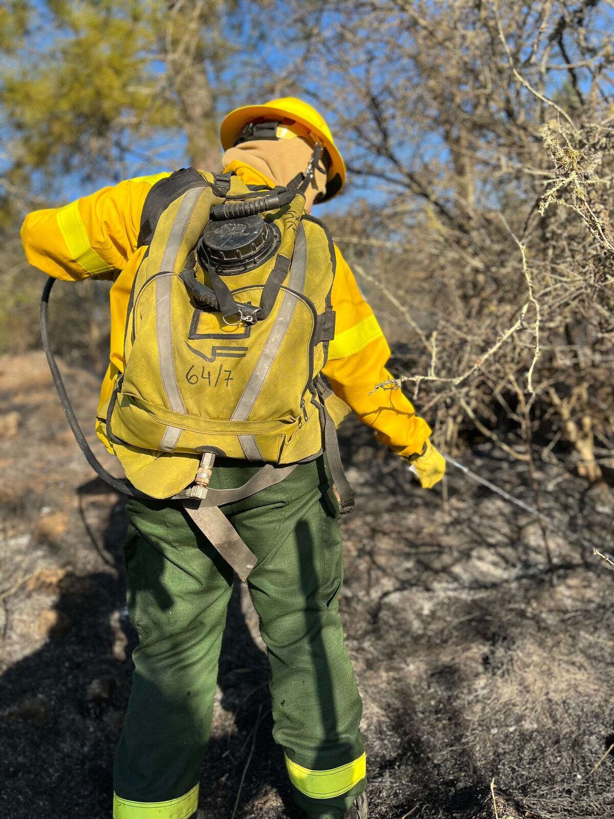 El incendio avanzó sobre un bosque de pinos en la zona serrana de Calamuchita. (Ministerio de Seguridad).