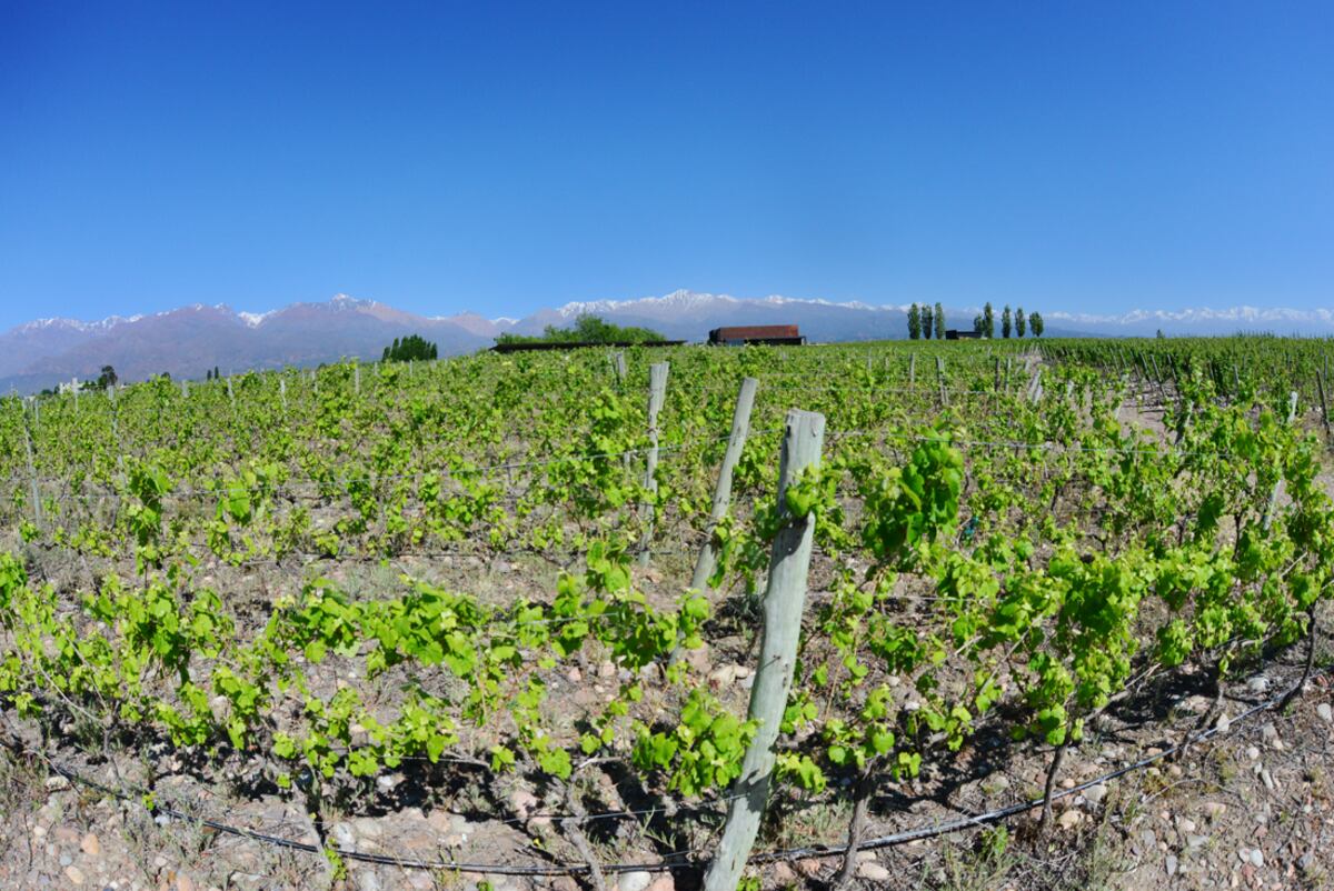 Vides en Mendoza (Javier Ferreyra).