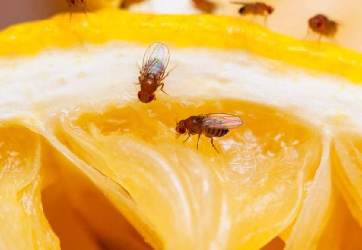 Las molestas moscas de la fruta: cómo eliminarlas