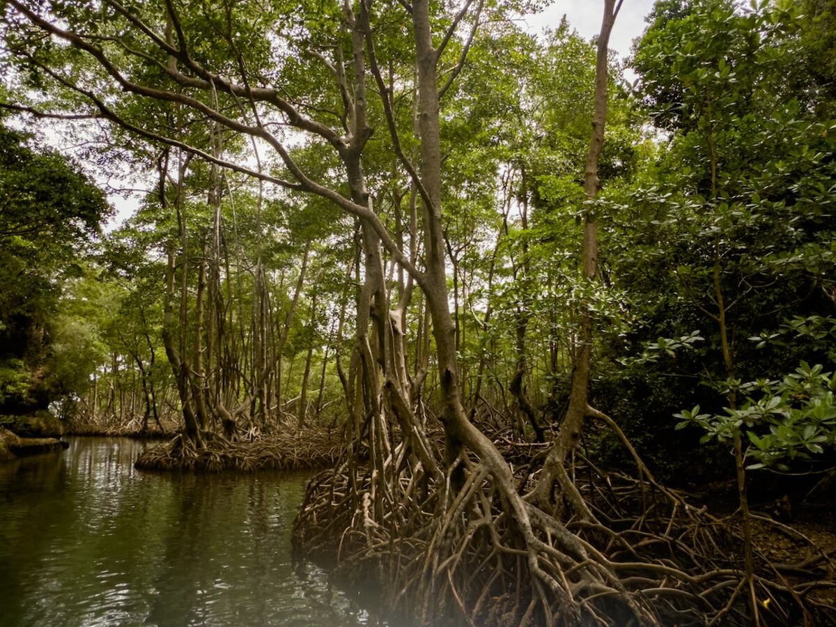 Los manglares representan un pulmón fundamental para la preservación del parque nacional y sus sistemas naturales.