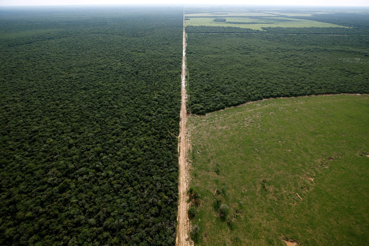 Deforestación en la zona de reserva del Gran Chaco. La frontera agrícola va ganando terreno sobre el bosque.