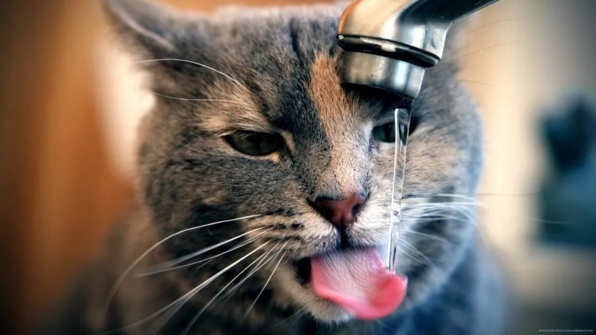 La guía experta para que tu gato descanse seguro y fresco ante las altas temperaturas
