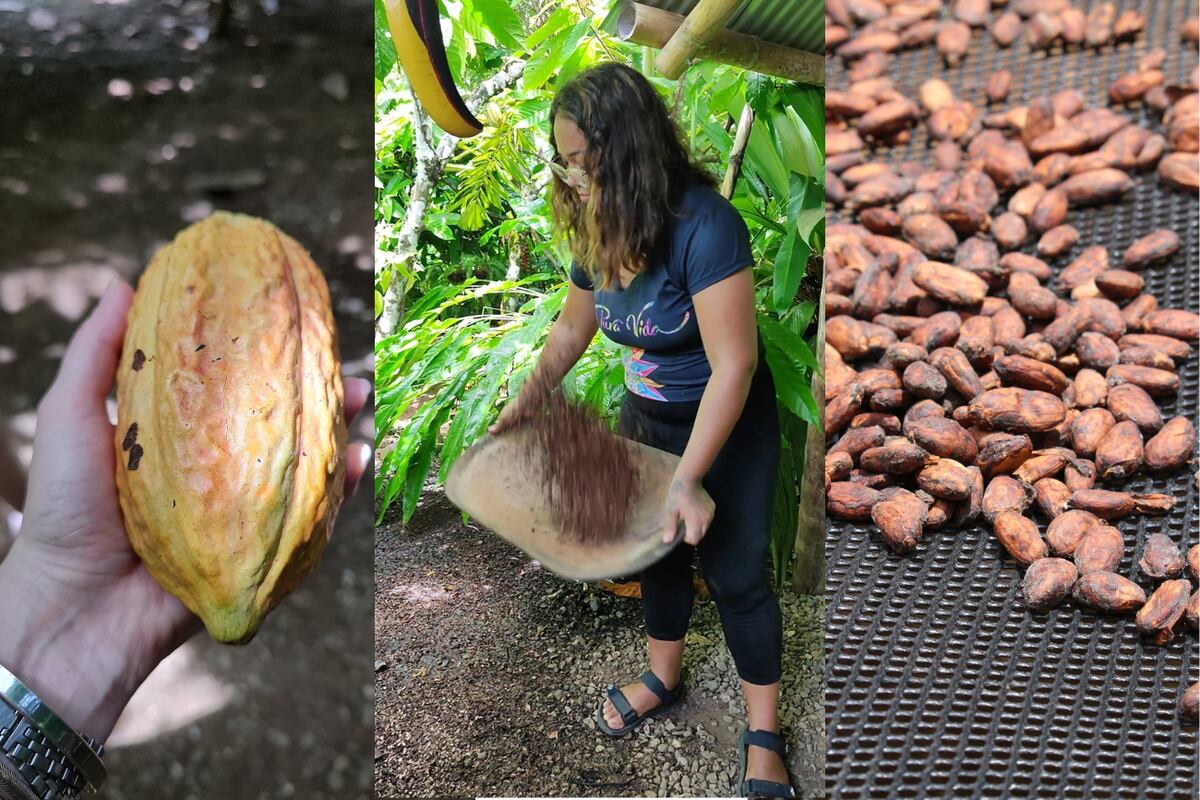Este recorrido destaca al cacao, uno de los árboles nativos más importantes, y la abundante vida silvestre que lo rodea. Visita a la plantación de cacao y detalles de las técnicas experimentales de cultivo desarrolladas en la finca.