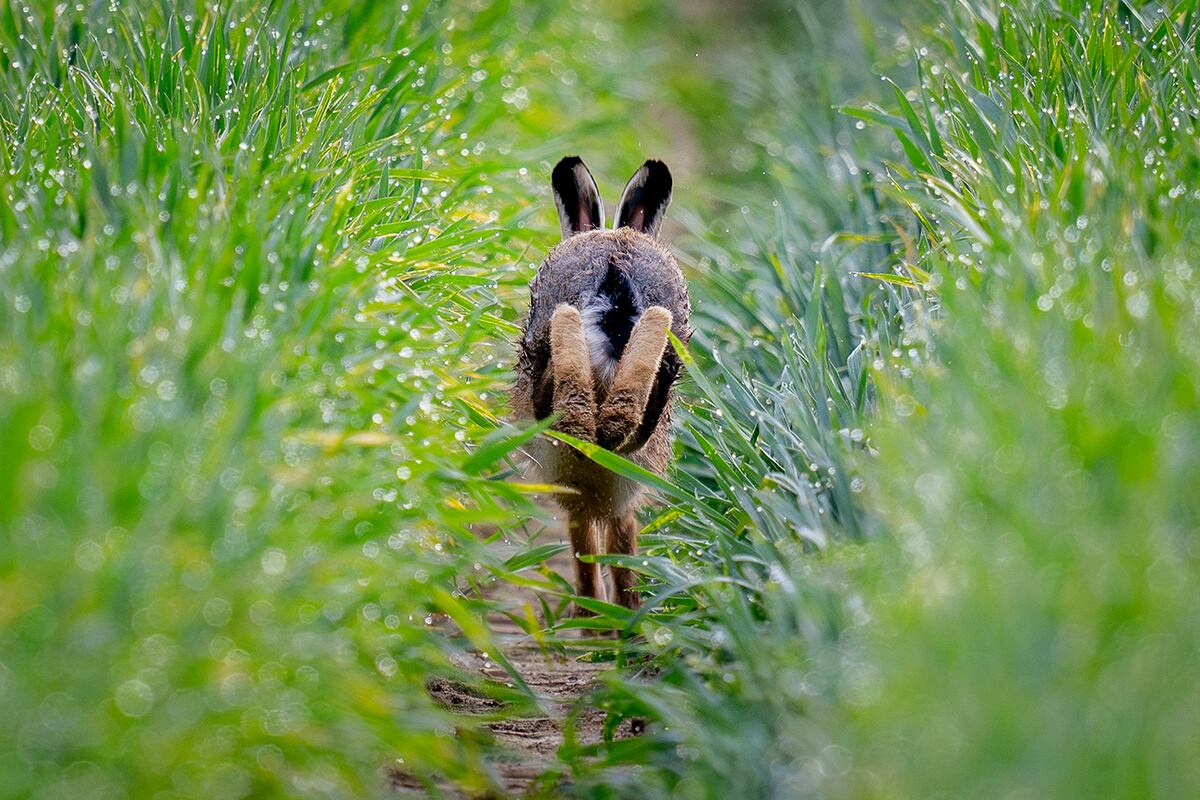 Una liebre corre en un campo en las afueras de Frankfurt, Alemania, el 29 de abril de 2024. (Foto AP/Michael Probst)