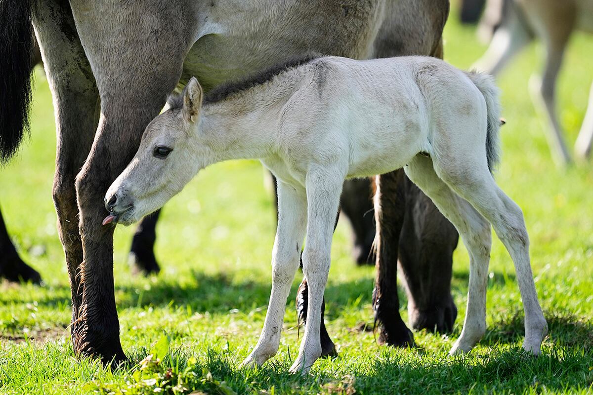 Un potro joven de caballo salvaje junto a su madre. (AP)