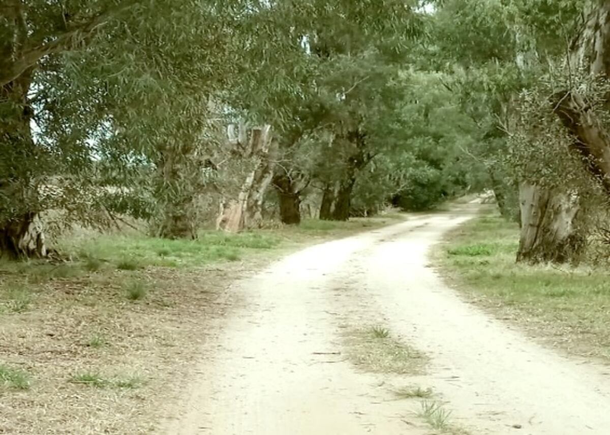 Las Higueras. El campo que adquirió el gremio de comercio y que destinará a un loteo para construir viviendas (Gentileza Agec).
