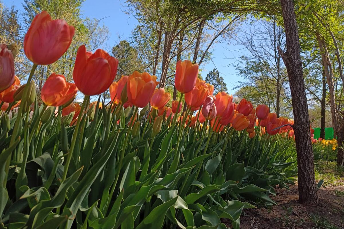 Los tulipanes cordobeses. Lo que los ven cuando florecen, no creen que lo sean (Gentileza S. Amaro)