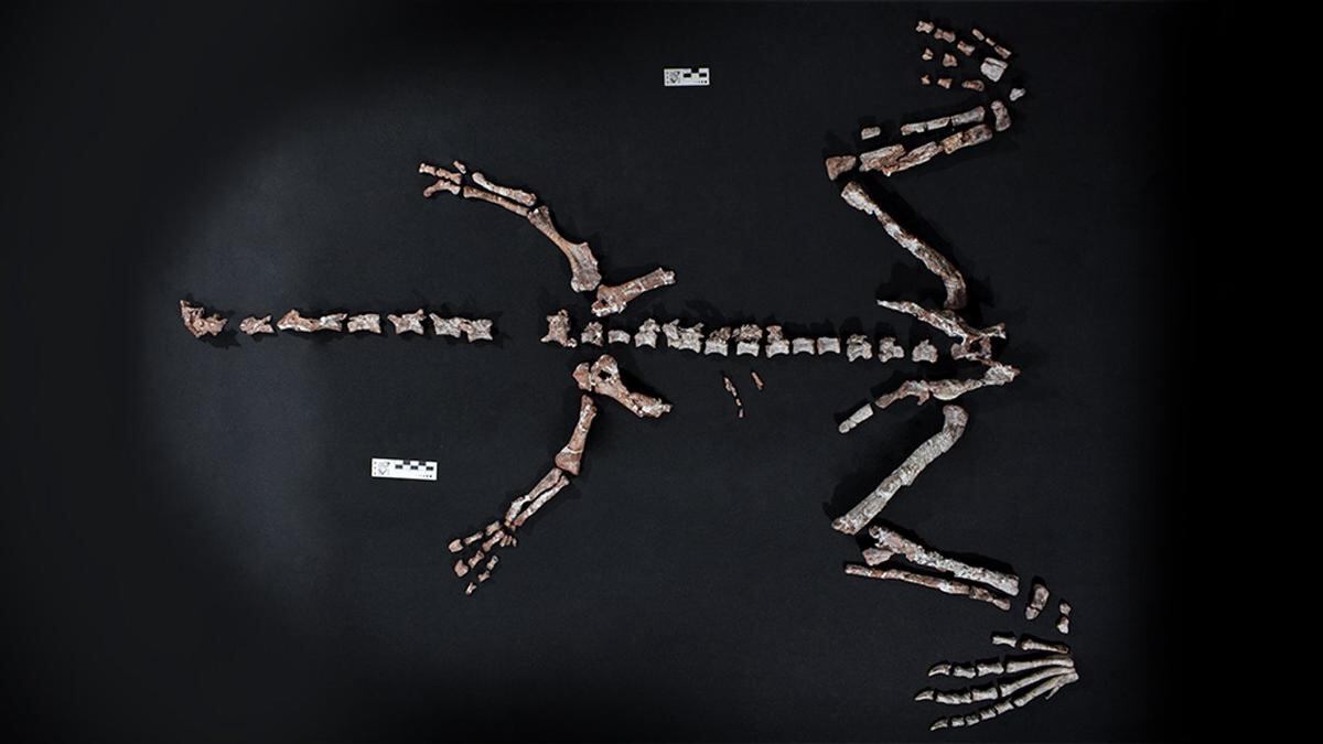 Paleontólogos del Conicet descubrieron en La Rioja una nueva especie de dinosaurio de cuello largo. (Gentileza)