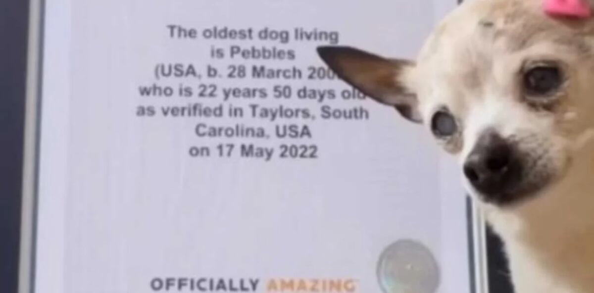 Murió Pebbles, el perro más viejo del mundo según el Libro Guinness de los récords. Foto Captura Instagram