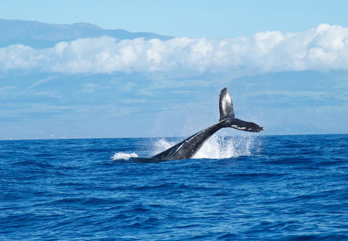Cuánto sale viajar desde Córdoba a Puerto Madryn para ver ballenas. (Foto: Web)