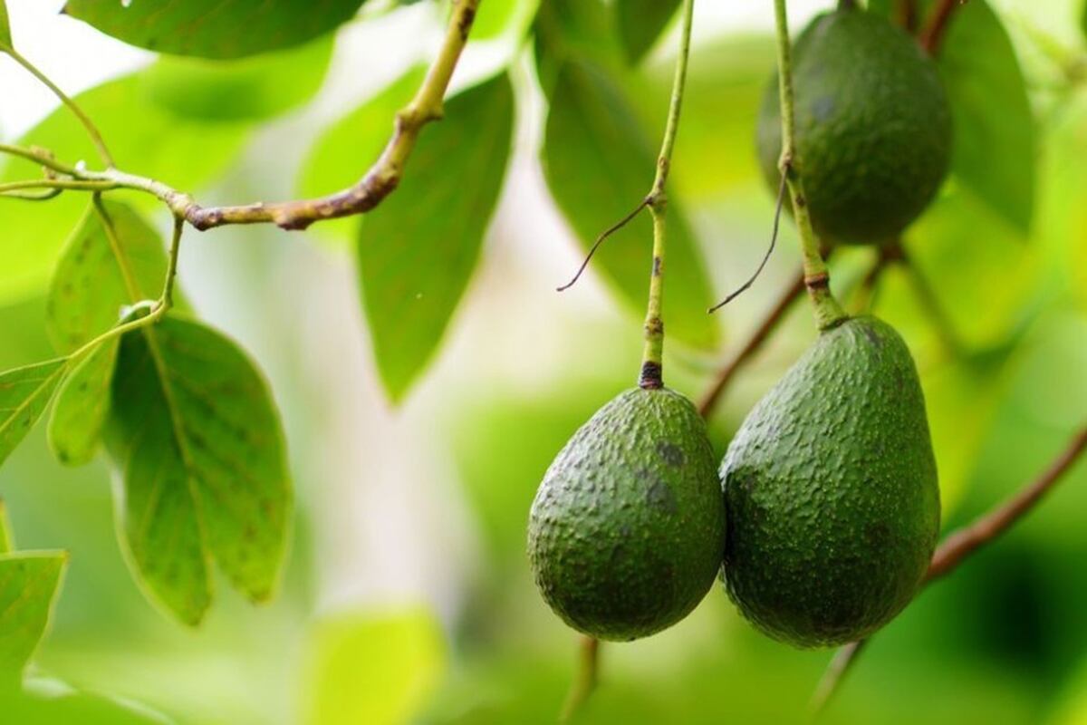 Cuánto tiempo hay que esperar para que el árbol de palta dé frutos. (Freepik)