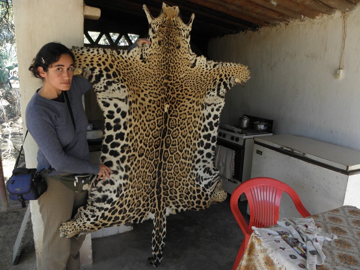 Verónica Quiroga junto a piel de yaguareté. (Gentileza Verónica Quiroga)