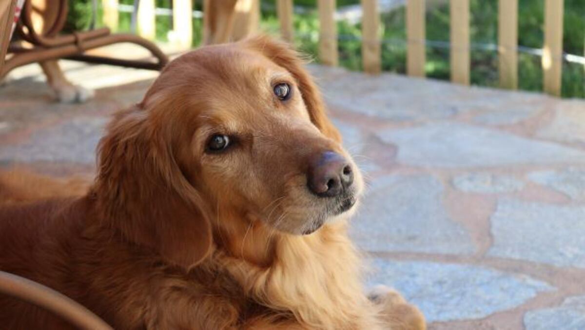 Golden retriever.