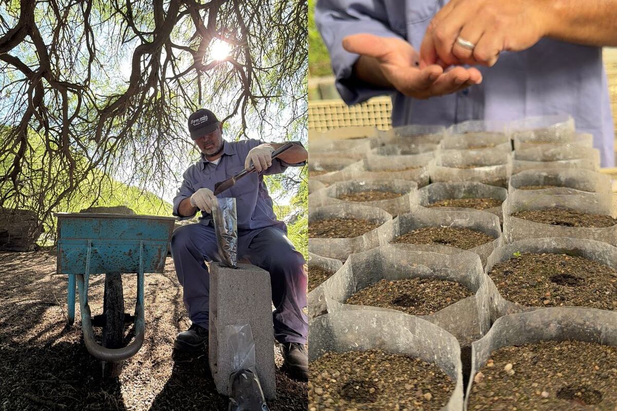 El proceso implica la recolección de semillas del mismo predio, germinación en invernadero, desarrollo en umbráculo externo y plantación en los sitios definidos.