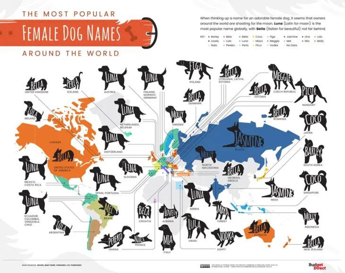 Una encuesta determinó cuáles son los nombres para perros más usados en Argentina.