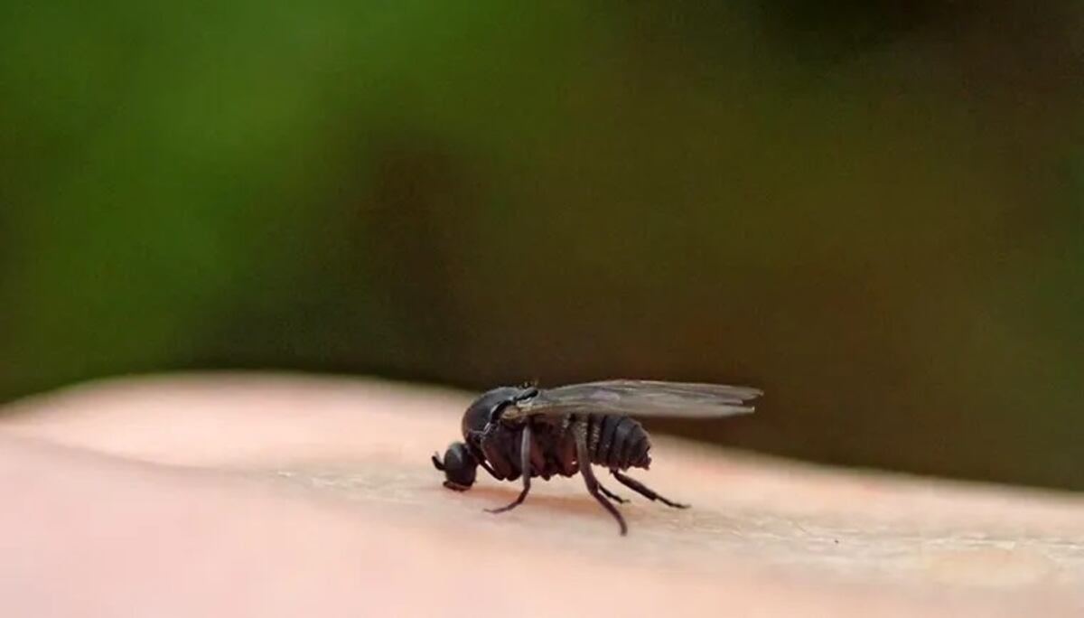 Alerta por barigüí: qué es la mosca negra y cómo tratar su mordedura