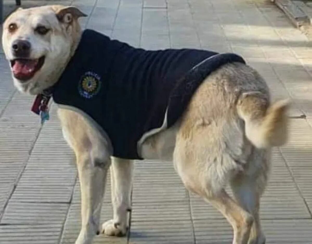 Adiós a Centinela, el perro más famoso y querido de Comodoro Rivadavia.