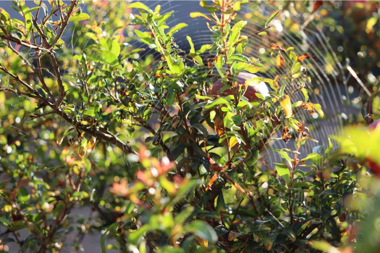 El árbol ideal para casas pequeñas: da fruta, tiene raíces controladas y casi no requiere cuidados
