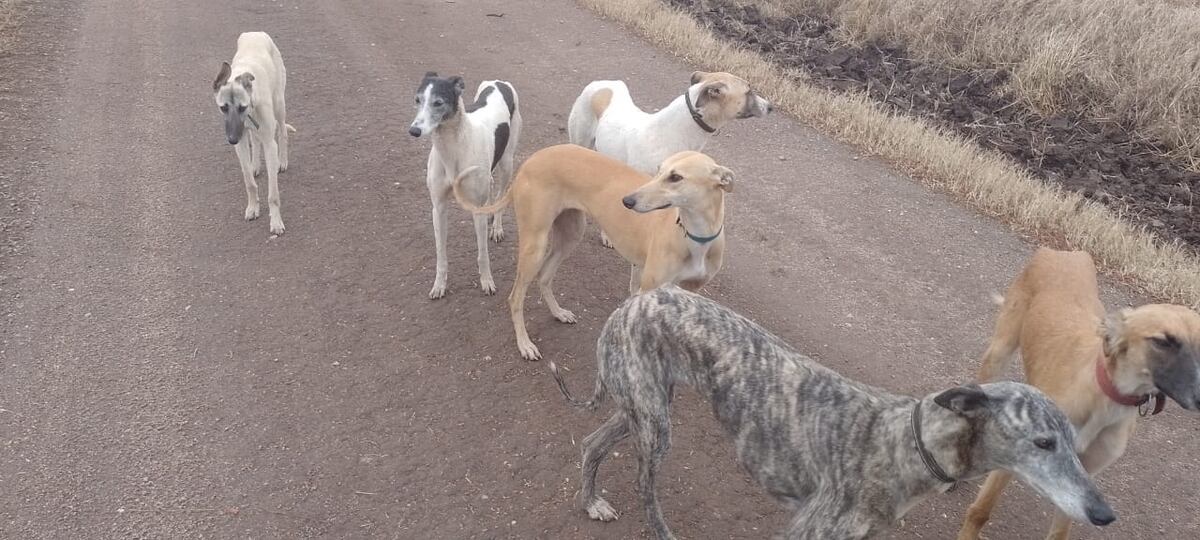 Raza ilegal en jauría en el sudeste cordobés. (Policía de Córdoba)
