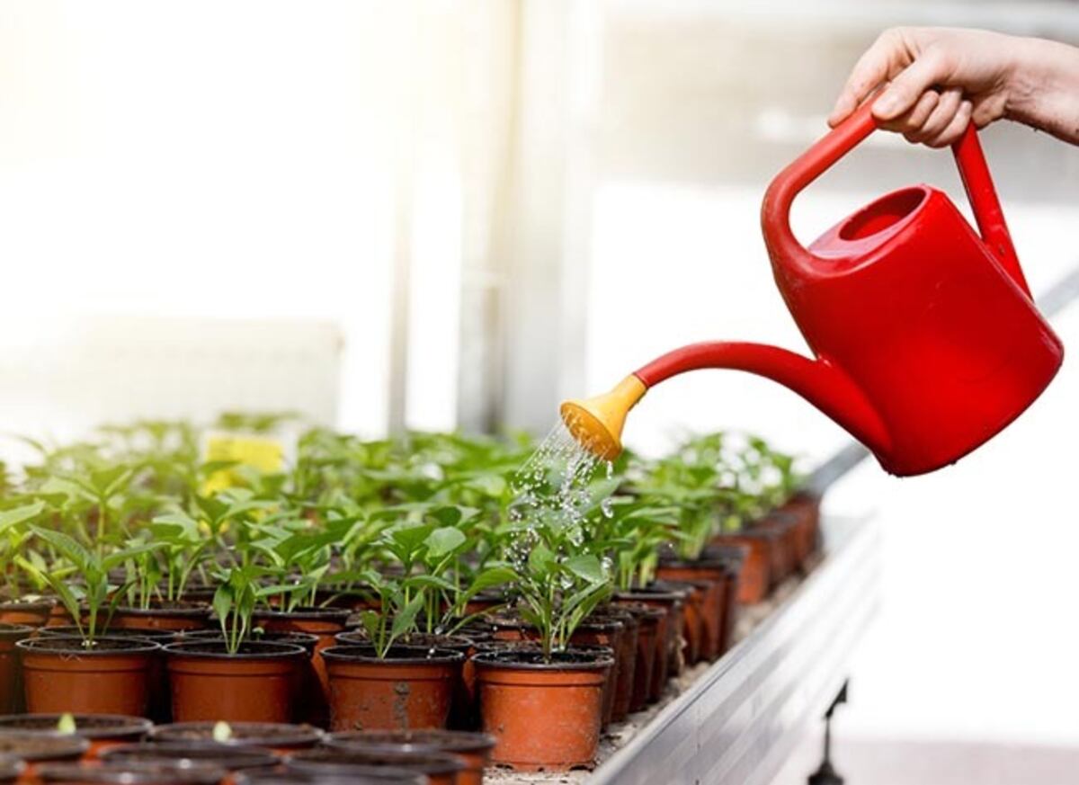 ¿Agua fría o tibia? La temperatura clave para regar las plantas y evitar el estrés