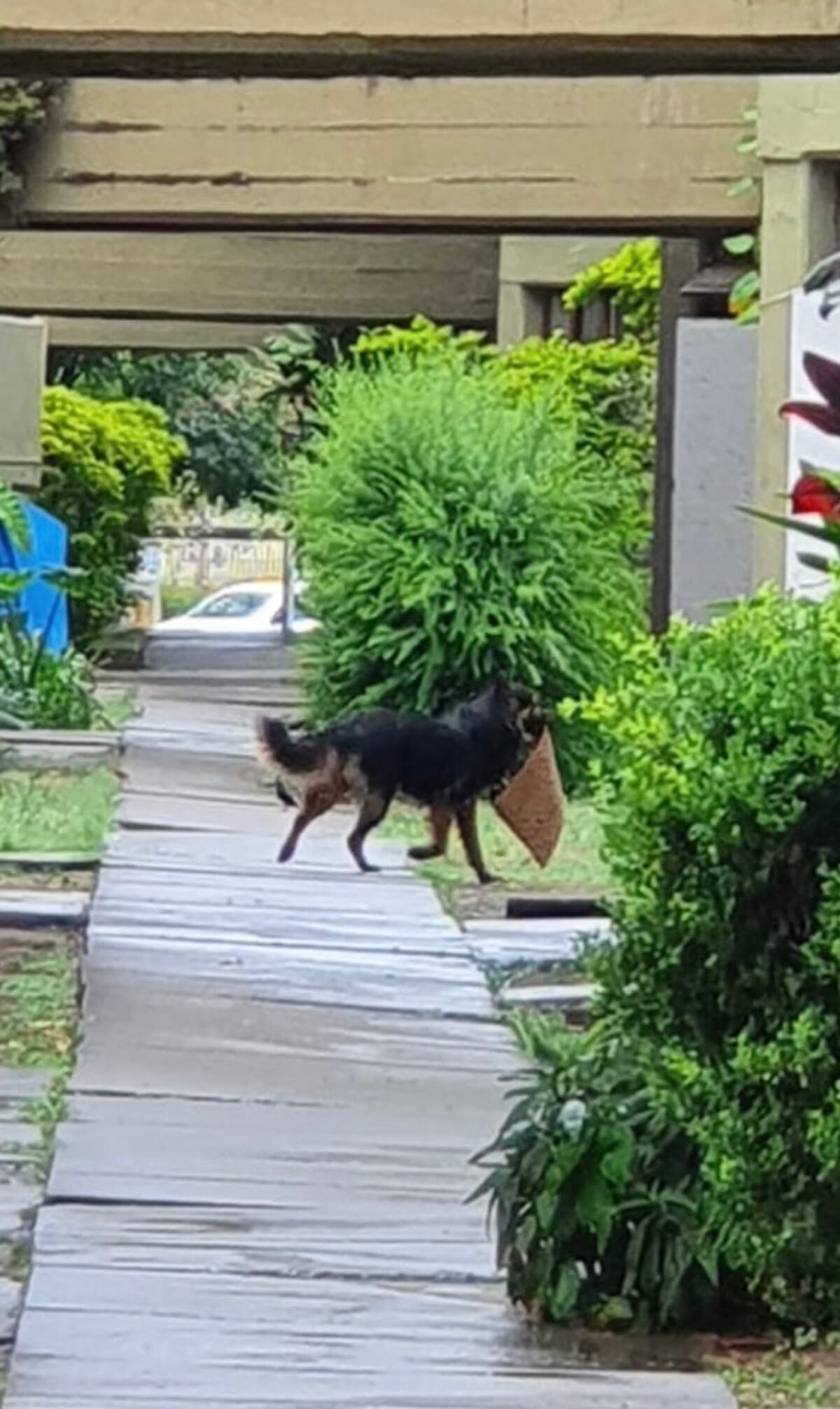 La foto que logró capturar un vecino, que develó el misterio.